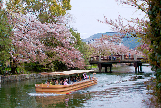 Cherry Blossom Viewing_e0119166_17502370.jpg